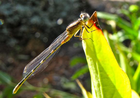Dragonfly Wallpapers, Pictures, Images