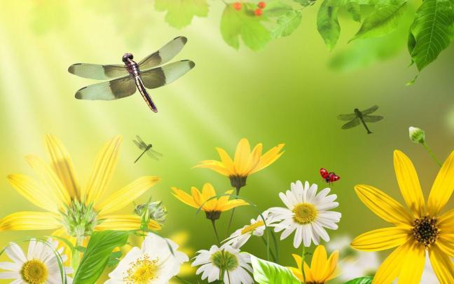 Dragonflies Wallpapers