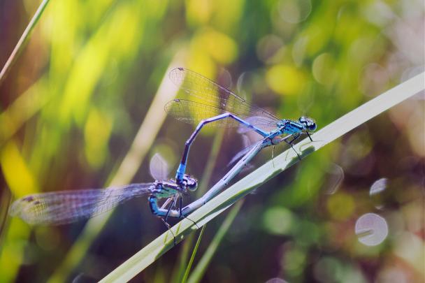 Nice image of macro, desktop wallpaper of dragonfly, insects 