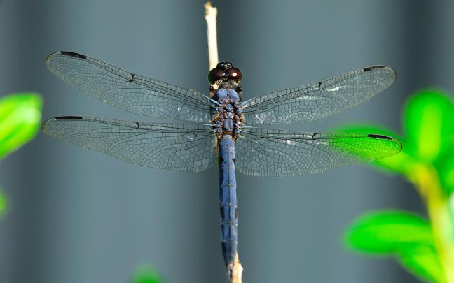 insects, Dragonflies Wallpapers HD \/ Desktop and Mobile Backgrounds