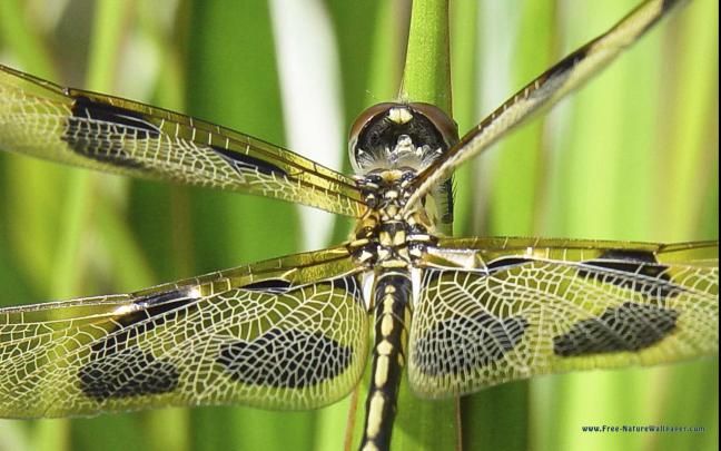 DragonfLy Screensavers and Wallpaper (43+ images)