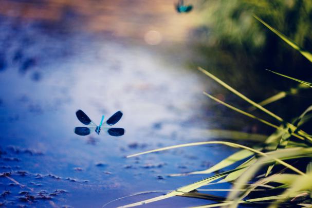 HD desktop wallpaper of dragonfly, image of plant, flight | ImageBank.biz