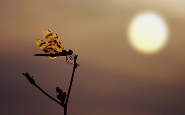 dragonfly wallpaper cool - HD Desktop Wallpapers