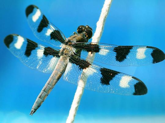 wallpapers: Dragonfly Wallpapers