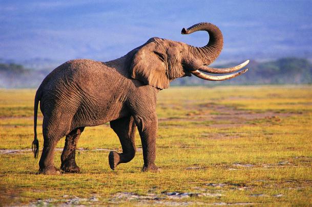 Elephant Desktop Backgrounds (74+ images)