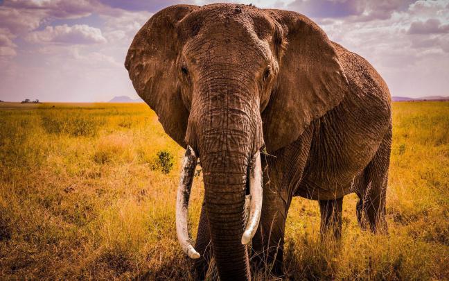 African Elephant Wallpaper (68+ images)