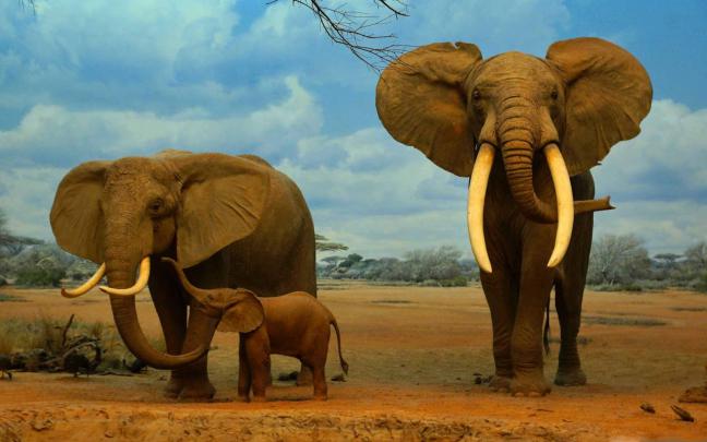 Ultra HD 4K Elephant Wallpaper Download - Free New Wallpapers | HD High 