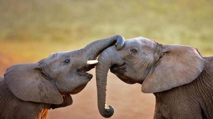Addo Elephants \u2013 Bing Wallpaper Download