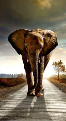 [65+] Elephant - Android, iPhone, Desktop HD Backgrounds \/ Wallpapers 