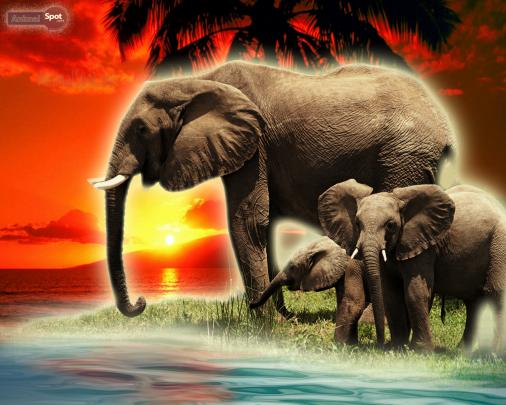 Elephant Wallpapers \u2013 Animal Spot