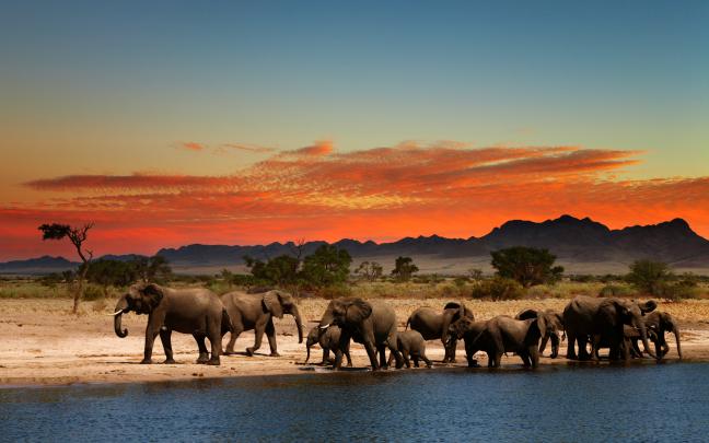 Desktop Elephant HD Wallpapers