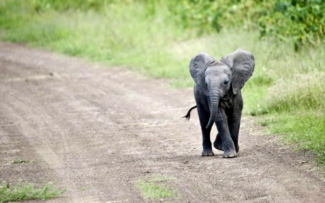 Elephant Baby Calf Wallpaper | HD Wallpapers
