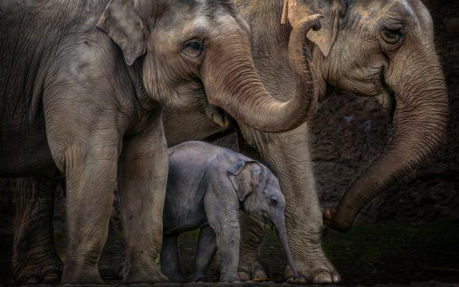 elephant, Baby Wallpapers HD \/ Desktop and Mobile Backgrounds