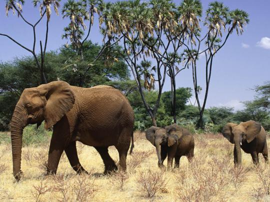 wallpapers: Elephant Wallpapers