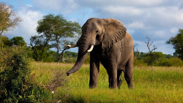Elephant Desktop Backgrounds (74+ images)