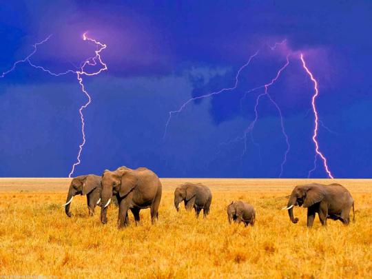 Elephant Wallpaper Free Download | MAYDANG