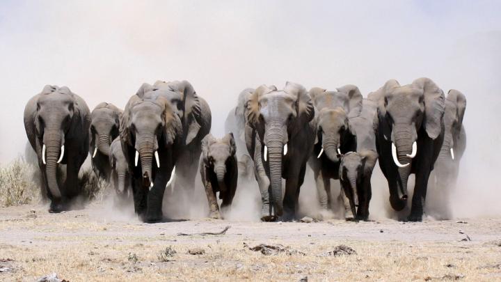 Elephant Desktop Background HD Wallpaper | HD Wallpapers