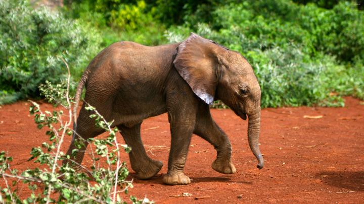 Beautiful Elephant Child 4K Wallpaper | HD Wallpapers