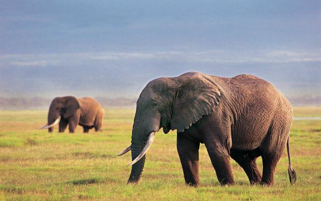 Download Elephant 4K 8K Free Ultra HD HQ Display Pictures Backgrounds 