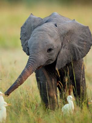 Free download Elephant Wallpapers Download Giant Elephant Wallpapers 