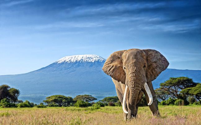 Download wallpapers Kilimanjaro, elephants, Roof of Africa, savannah 