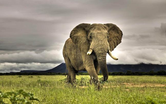 Ultra HD 4K Elephant Wallpaper Download - Free New Wallpapers | HD High 