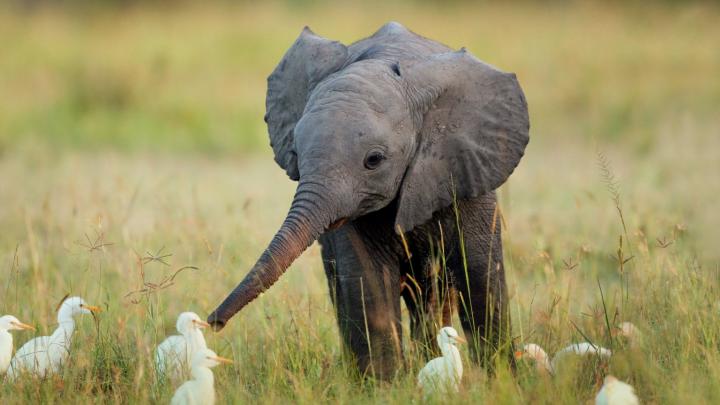 Free download Elephant Wallpapers Download Giant Elephant Wallpapers 