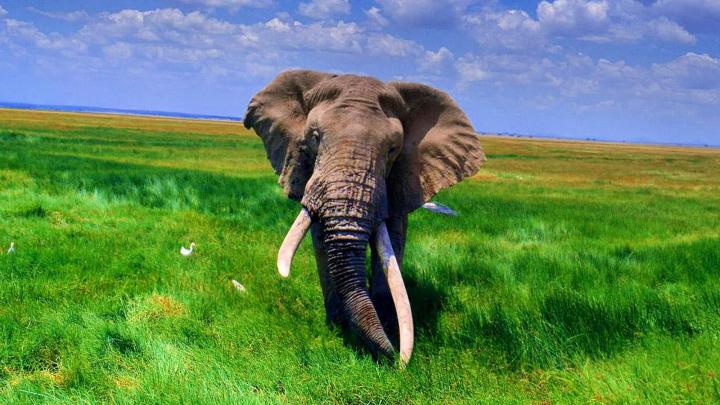 Free download wallpaper African Elephant Wallpapers [1600x1000] for 