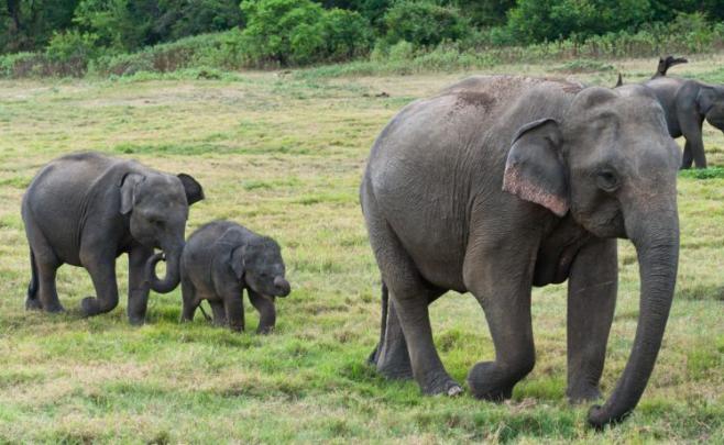 elephant Wallpapers HD \/ Desktop and Mobile Backgrounds