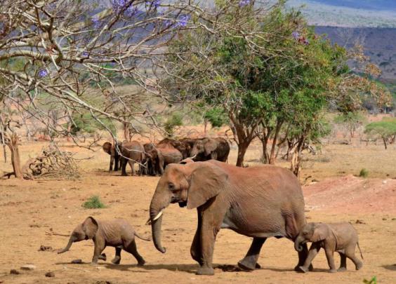 animals, Elephant Wallpapers HD \/ Desktop and Mobile Backgrounds