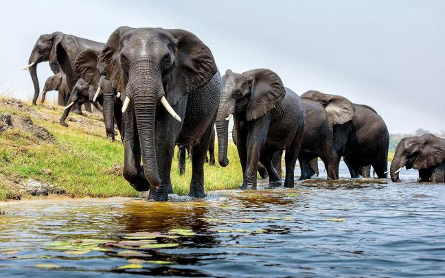 Elephant Desktop Backgrounds (70+ pictures)