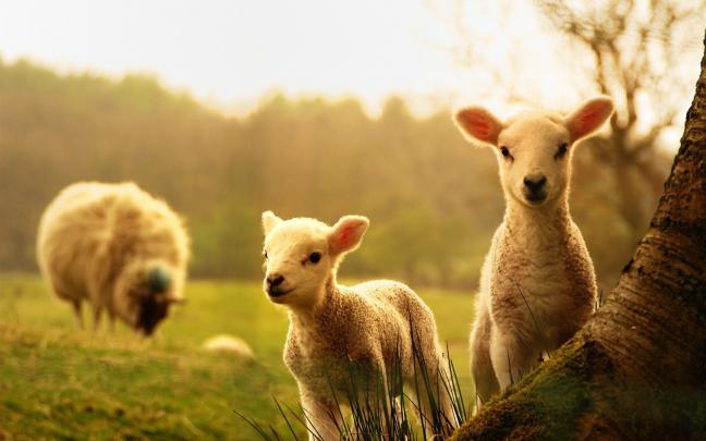 Farm Animals Wallpaper \u00b7\u2460 
