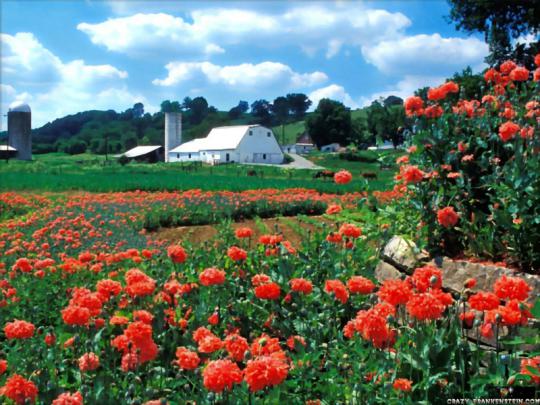 Farm Fields Field Of Red \u2013 Nature Fields HD Desktop Wallpaper