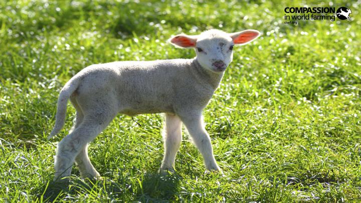 Farm Animals Wallpaper \u00b7\u2460 