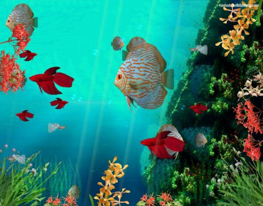 Moving Fish Wallpaper Free -