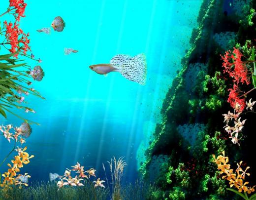 [50+] Fish Desktop Wallpaper Moving 