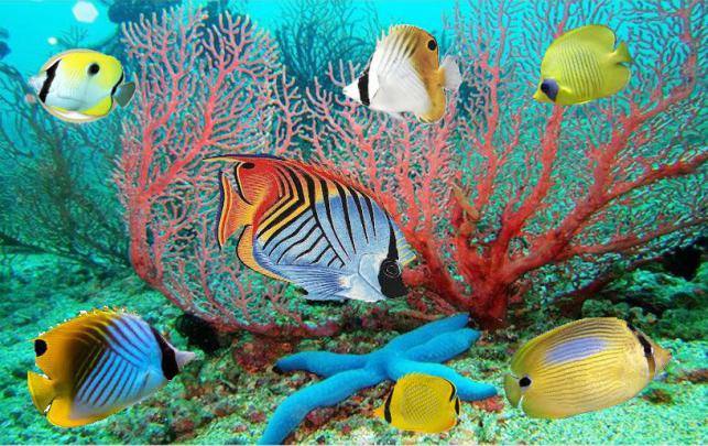 [49+] Moving Fish Wallpaper 