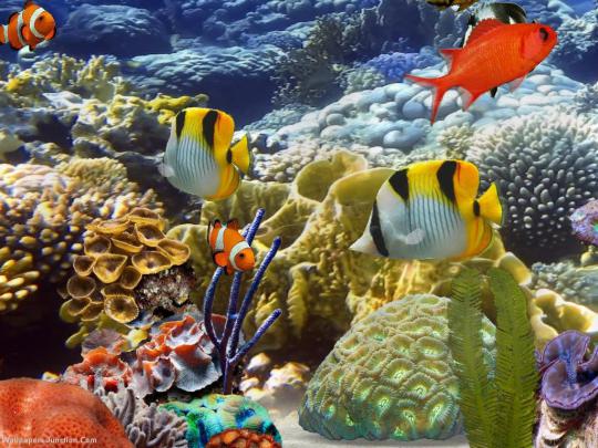 [49+] Moving Fish Aquarium Wallpaper 