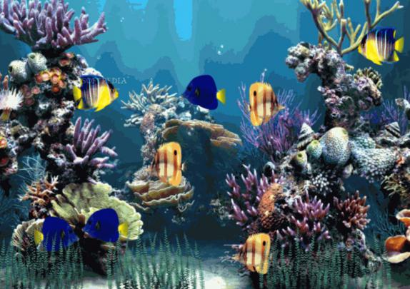 Download Aquarium Animated Wallpaper - Moving Fish Tank Background Gif 