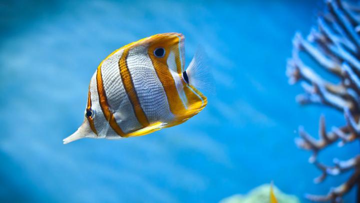 [50+] Moving Fish Wallpaper for Desktop 