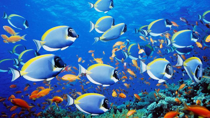 Fish Desktop Wallpaper Moving -