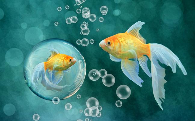 Moving Fish Wallpaper (57+ images)