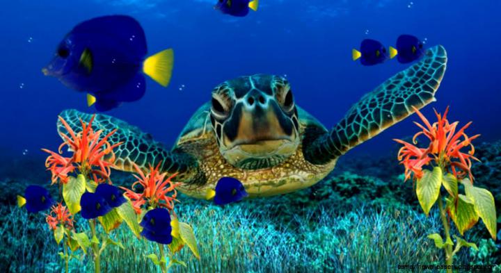 Moving Fish Wallpapers For Desktop | Amazing Wallpapers