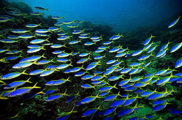 Animated Fish Wallpaper | Photo Wallpapers