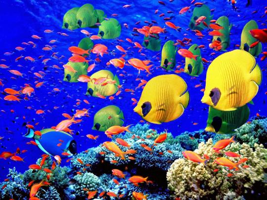 Hd Wallpapers Blog: Moving Fish Wallpapers