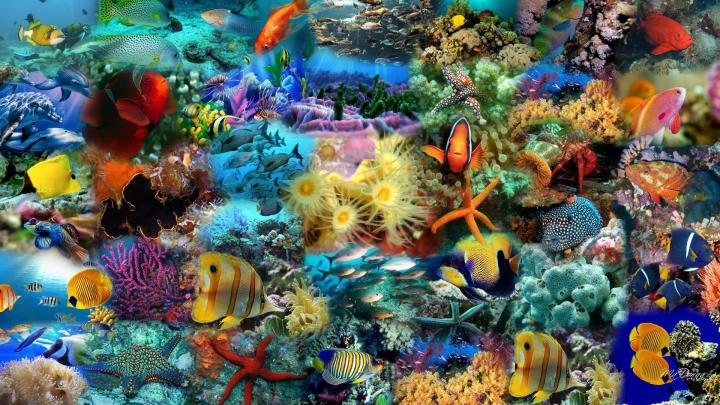 Cool Fish Backgrounds \u00b7\u2460 