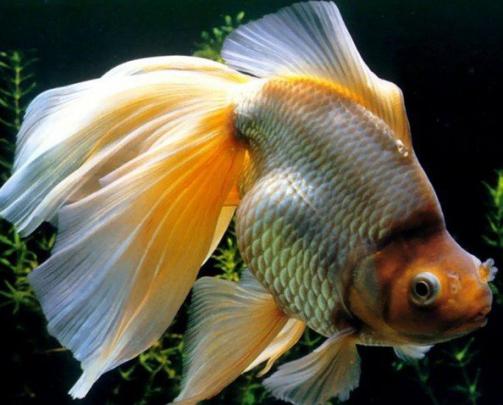 [50+] Moving Fish Wallpaper for Desktop 
