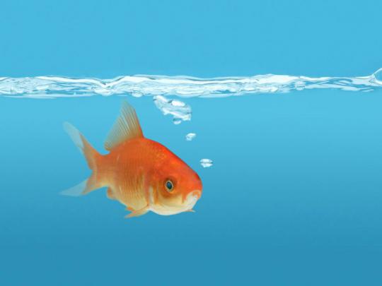 moving fish backgrounds free no downloads | years wallpapers live chat 