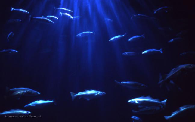 Moving Fish Tank Wallpaper -