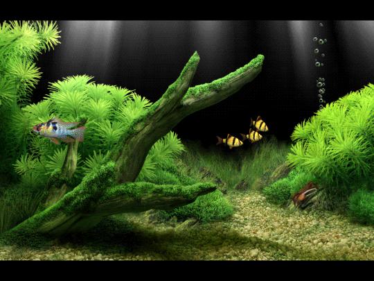 [48+] Animated Fish Aquarium Desktop Wallpapers 